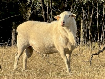 Australian White Ram