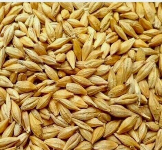 Feed Barley