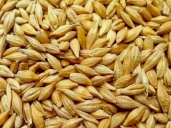Feed Barley
