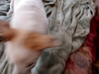 Stumpy tail red cattle dog 