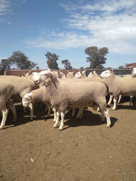 Border Leicester Rams