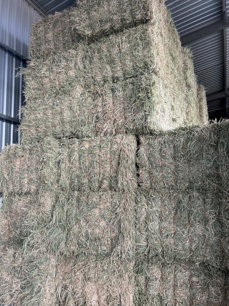 90mt Barley Hay 670kg 8x4x3 Bales