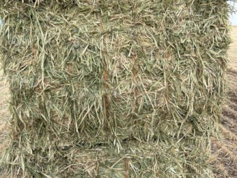 90mt Barley Hay 670kg 8x4x3 Bales
