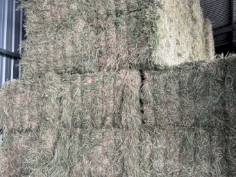 90mt Barley Hay 670kg 8x4x3 Bales