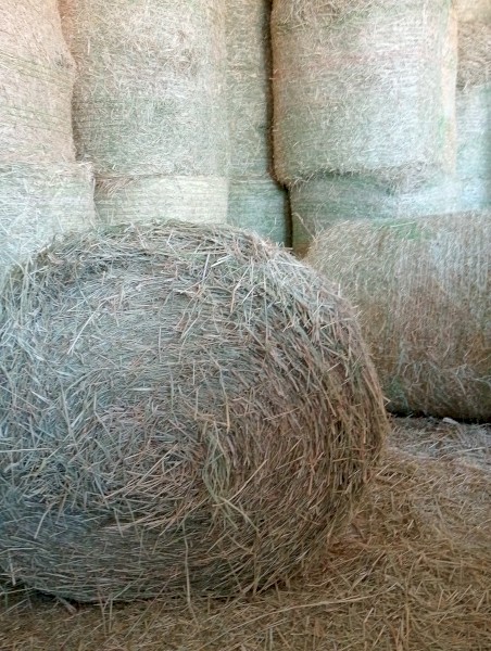 1000 x Rhodes Grass 4x3 Bales