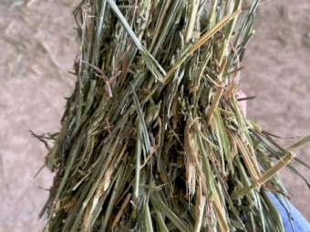 380mt Wheaten Hay 8x4x3 Bales