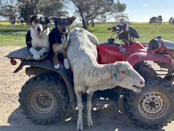 15 Months old. Started in yards. Kelpie x New Zealand heading dog 