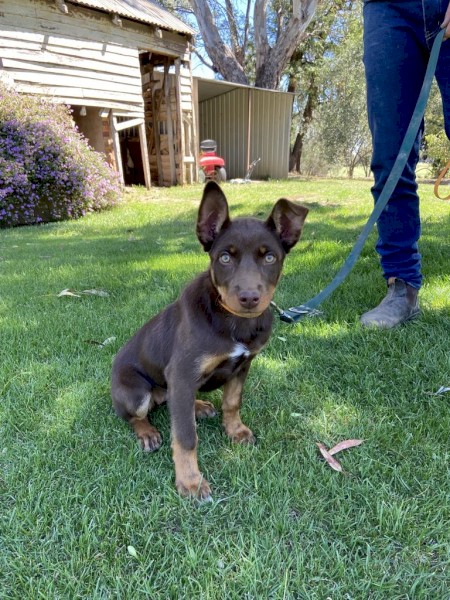 Purebred Female Kelpie 3 Months Old