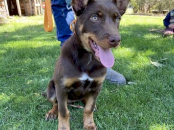 Purebred Female Kelpie 3 Months Old