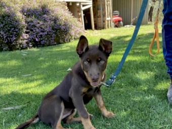 Purebred Female Kelpie 3 Months Old