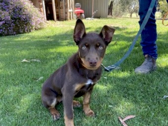 Purebred Female Kelpie 3 Months Old