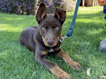 Purebred Female Kelpie 3 Months Old