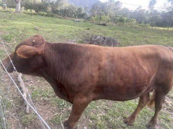 Drought Master Romeo 