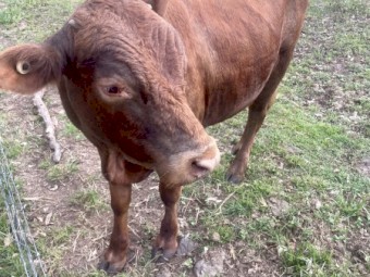 Drought Master Romeo 