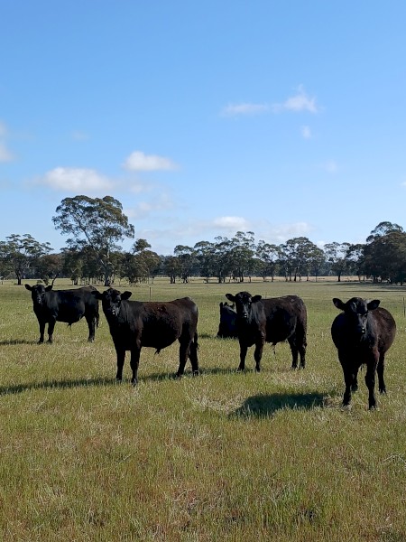 Pure Angus Bulls 