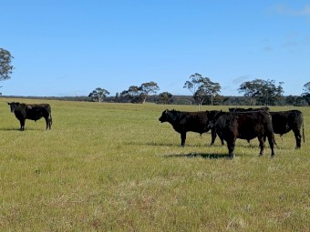 Pure Angus Bulls 