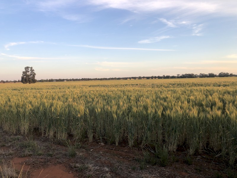 23mt Gregory Wheat Seed