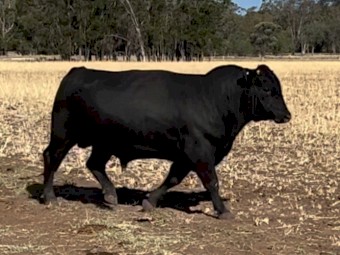 Angus Bull  3 to 31/2years 