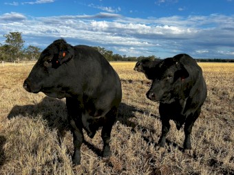 Angus Bull  3 to 31/2years 