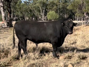 Angus Bull  3 to 31/2years 