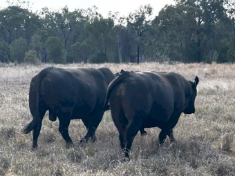 Angus Bulls 4 year old. 