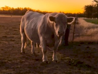 Charolais Bulls 4 year old