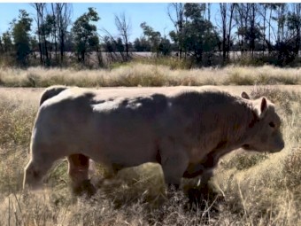 Charolais Bulls 4 year old