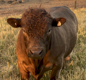 Square Meater Bull