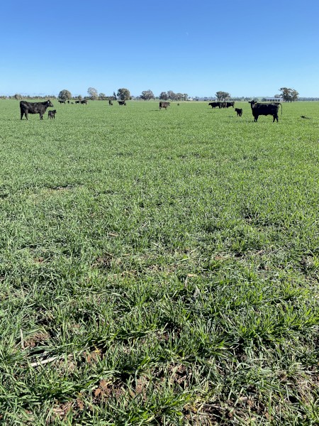 WANTED Cattle Agistment