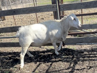 Aussie White Ram