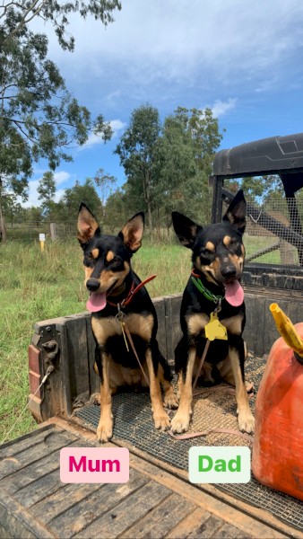 Kelpie puppies 