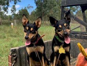 Kelpie puppies 