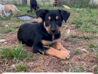 Kelpie puppies 