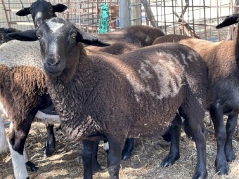 15 Dorper Cross Lambs