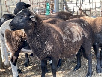 15 Dorper Cross Lambs