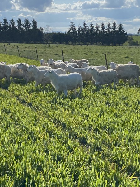 Australia white flock rams 