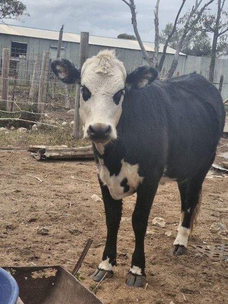 Black baldy heifer