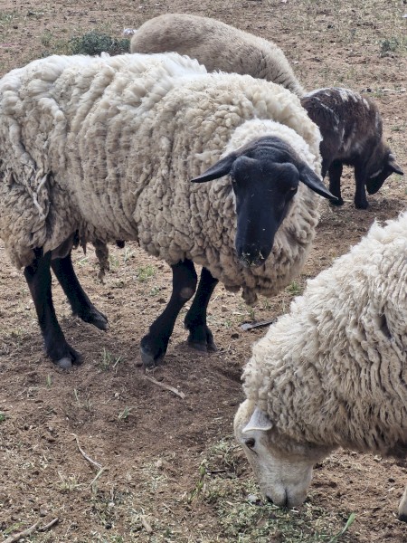 Black Suffolk ram