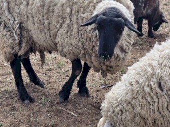Black Suffolk ram