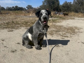 Cattle x collie 
