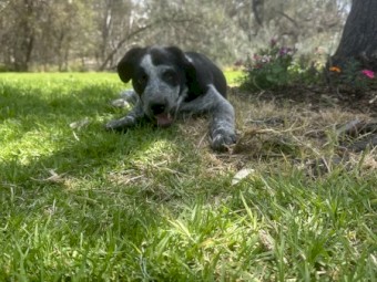 Cattle x collie 