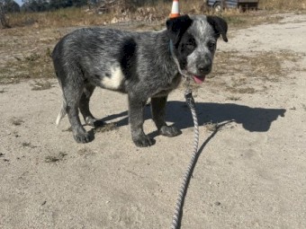 Cattle x collie 