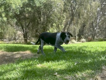 Cattle x collie 