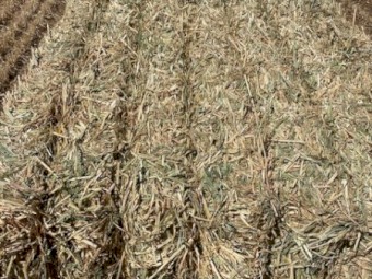 200mt Oaten Hay 8x4x3 Bales