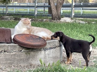 Kelpie Puppies