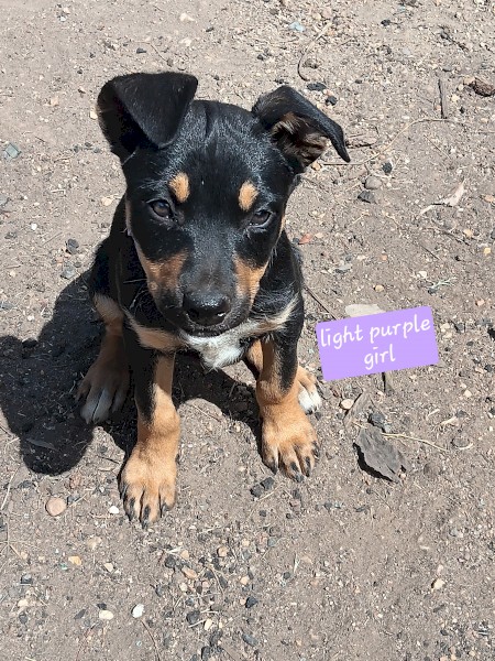 Pure bred Kelpie pups