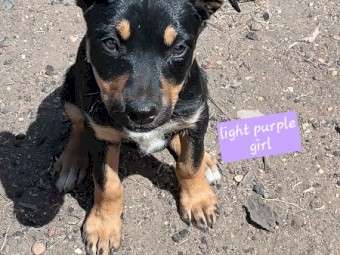 Pure bred Kelpie pups