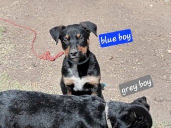 Pure bred Kelpie pups