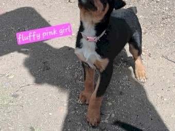 Pure bred Kelpie pups