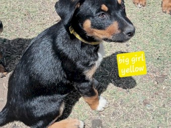 Pure bred Kelpie pups
